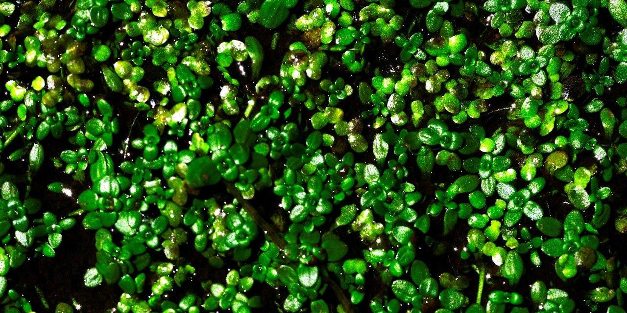 lemnoideae-duckweed-family-araceae-belong-monocots
